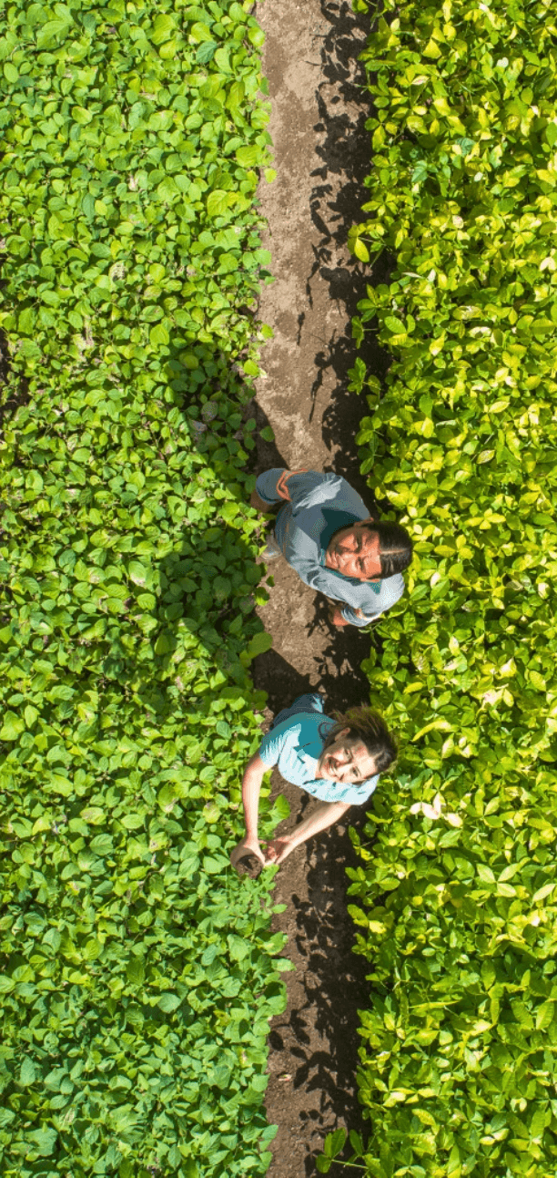 Aerial view of two people standing on a narrow dirt path between two sections of green plants. The person in front is wearing a light blue shirt, and the one behind is wearing a gray shirt. Both are looking up toward the camera. The plants on either side of the path are lush and green, with slight variations in shade between the left and right sections.