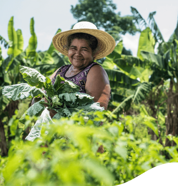 A person wearing a straw hat is holding leafy green vegetables in a lush agricultural field, with banana trees in the background. The person's face is obscured.