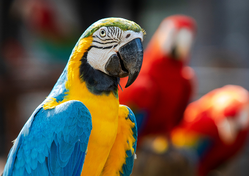 Close-up portrait of a vibrant blue-and-yellow macaw in the foreground, with blurred red macaws visible in the background.