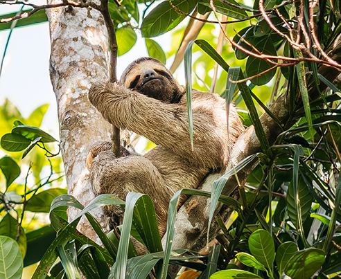 Close-up photograph of a three-toed sloth resting comfortably among tree branches and lush green leaves in a forest canopy.