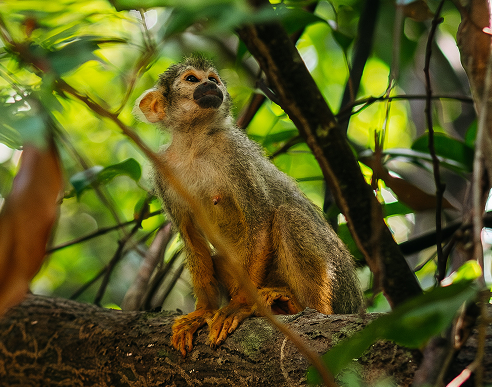 Close-up photograph of a small squirrel monkey perched on a mossy tree branch, surrounded by lush green foliage and branches in a natural forest habitat.