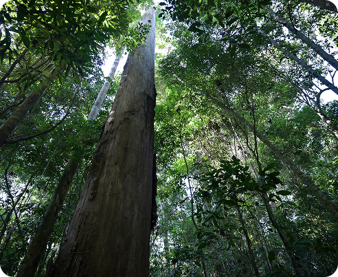 Low-angle upward shot capturing a massive tall tree trunk rising through a dense rainforest canopy filled with green leaves and branches.