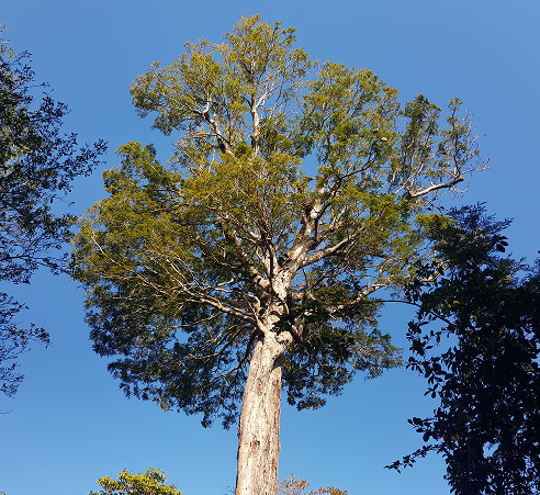 Low-angle view of a large, mature native tree with a thick trunk and wide branching canopy standing against a clear blue sky.