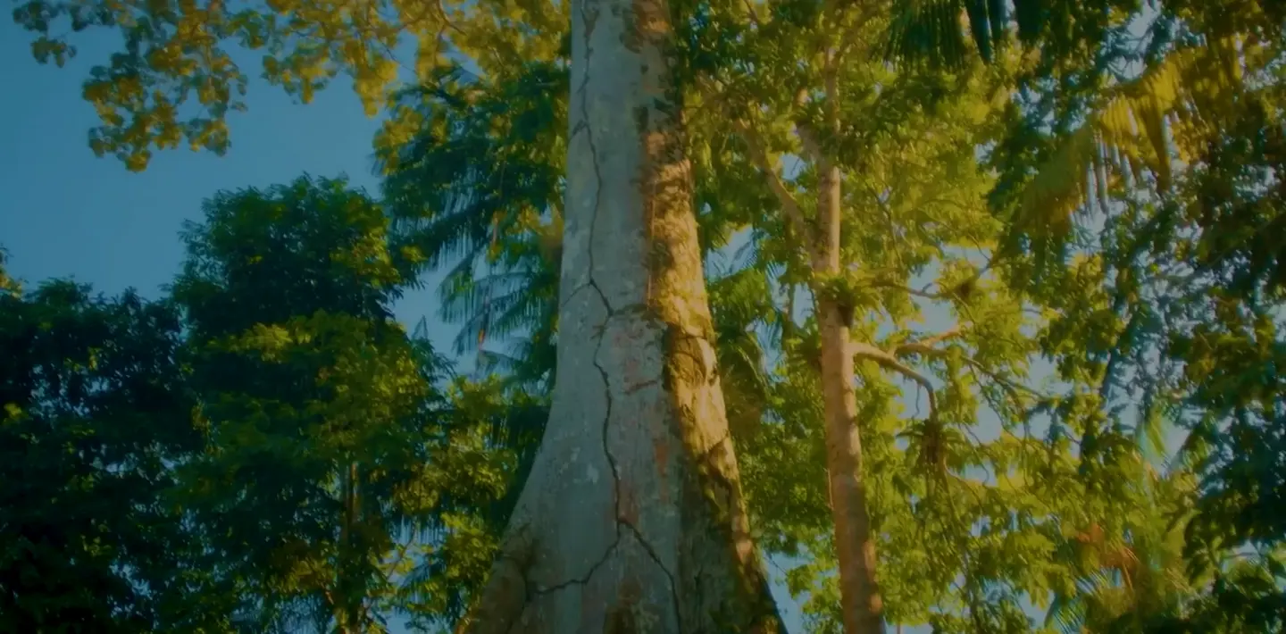 Imagem de fundo