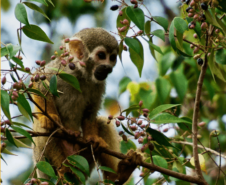 Macaco centralizado em fundo de mata verde