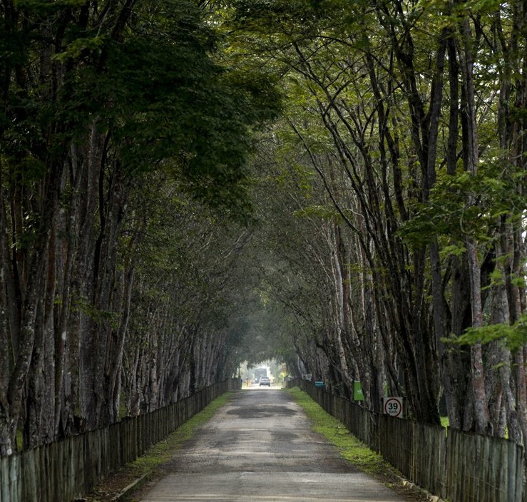 estrada de concreto centralizada em floresta