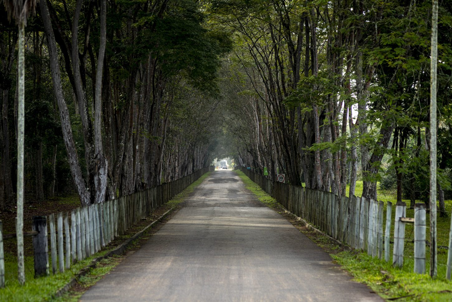 Estrada centralizada em mata verde 