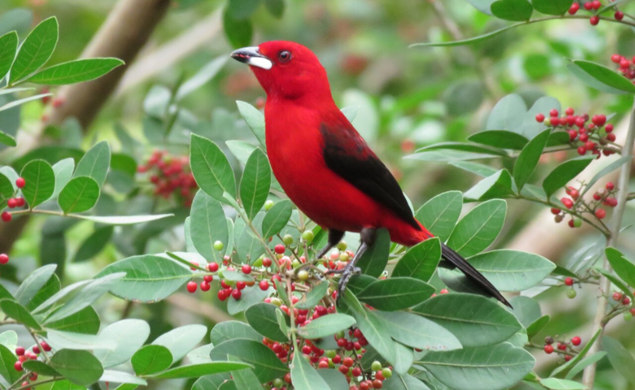 Pássaro vermelho centralizado em mata verde