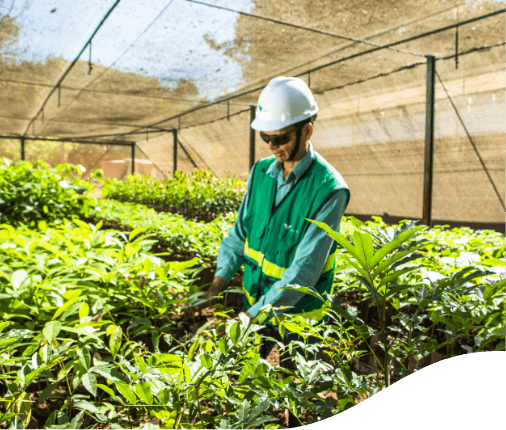 A person wearing a white hard hat and a green vest with a yellow stripe, working in what appears to be a greenhouse or plant nursery. The person is surrounded by various green plants, and there is netting overhead providing shade. In the background, there are more plants and structural elements of the greenhouse.