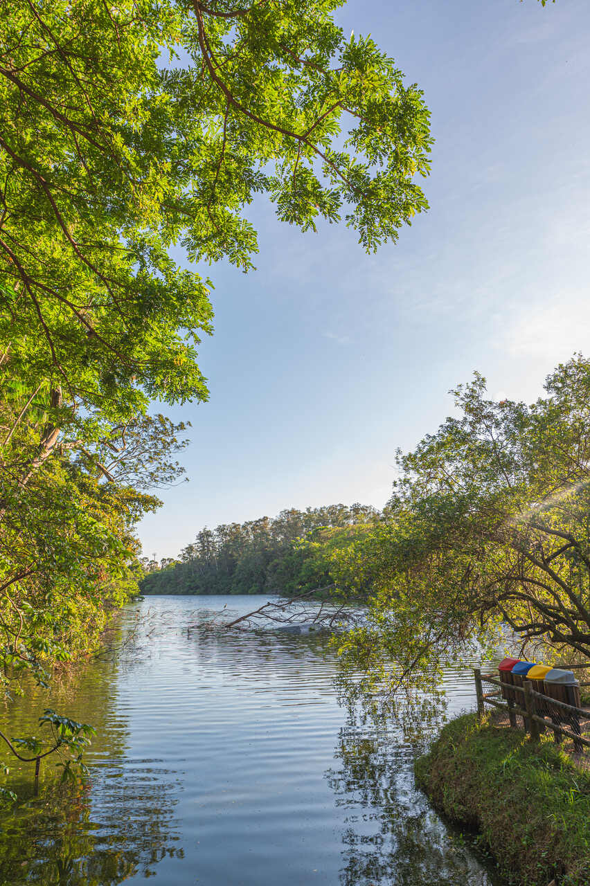 vegetação nativa e rio dentro do parque botânico vale vitória