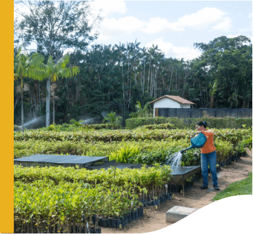 Photo of a plantation and a woman in an orange shirt and jeans watering part of the plantation.