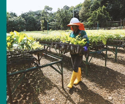 Operation employee wears helmet, vest, uniform, and carries plant seedlings.