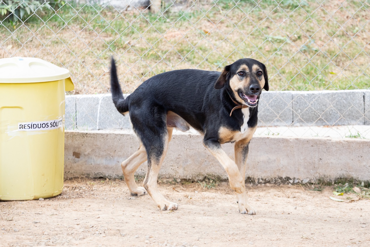 foto de cachorro preto caminhando