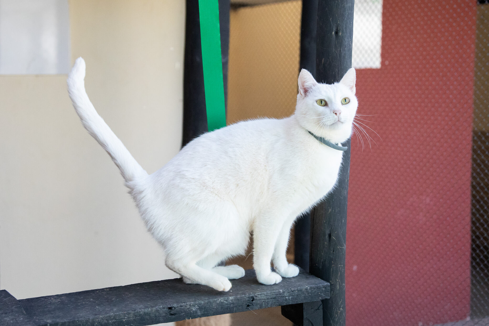 Afinal, gato pode ou não pode brincar com laser? - Pets da Lets