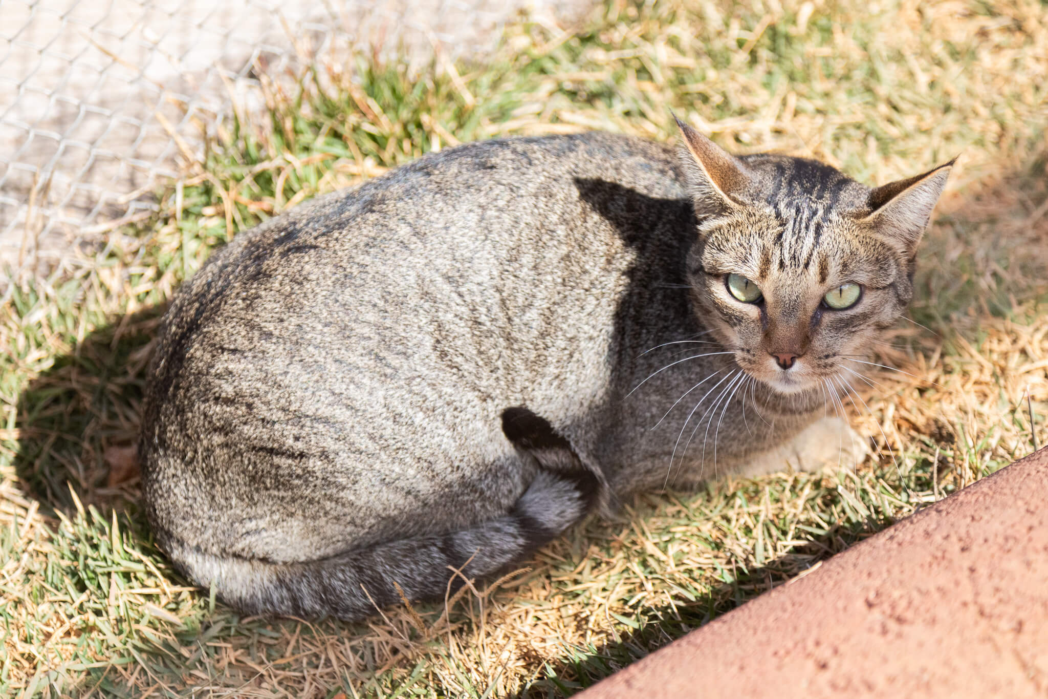 Gato.