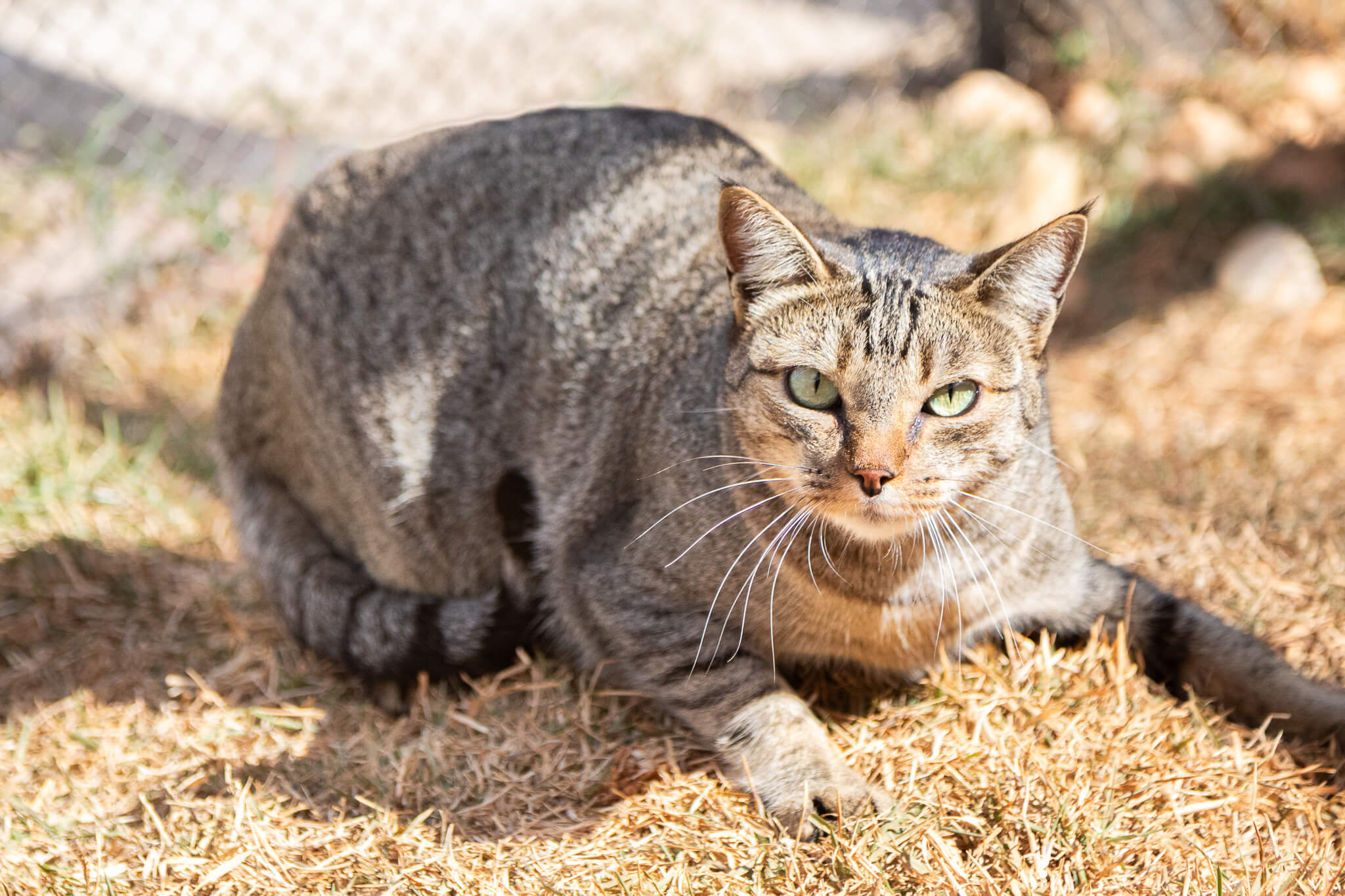 Gato.