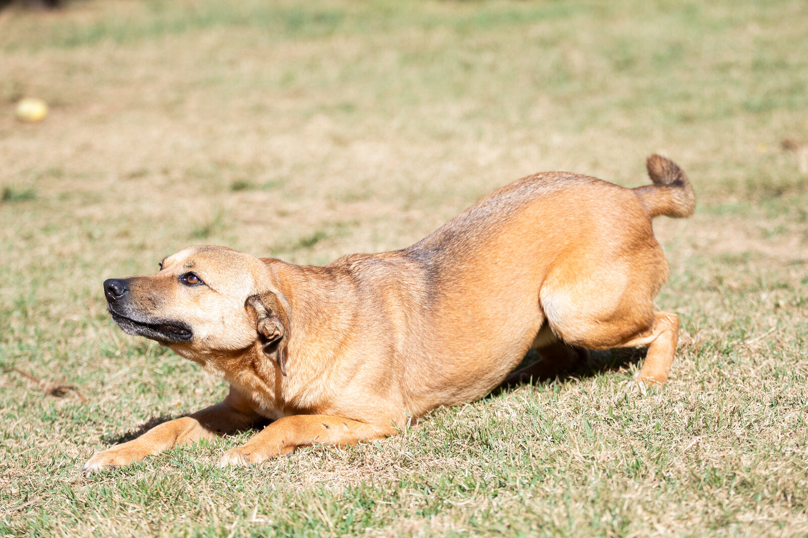 Cachorro