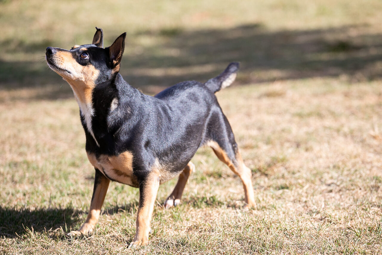 Bolinha