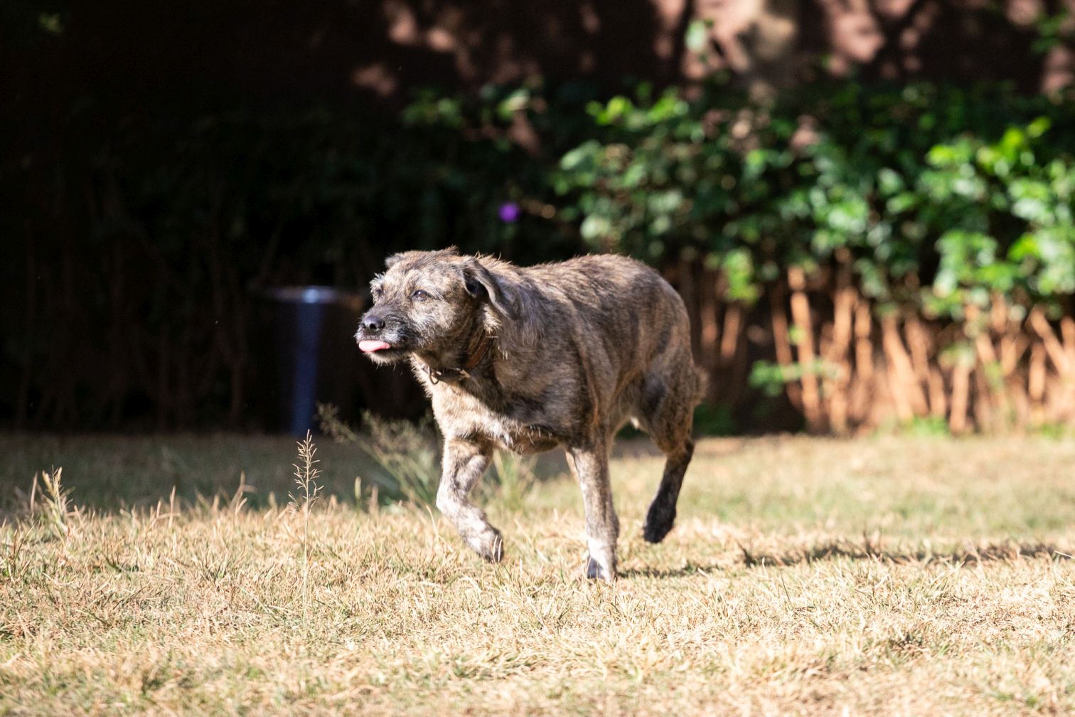 Cachorro