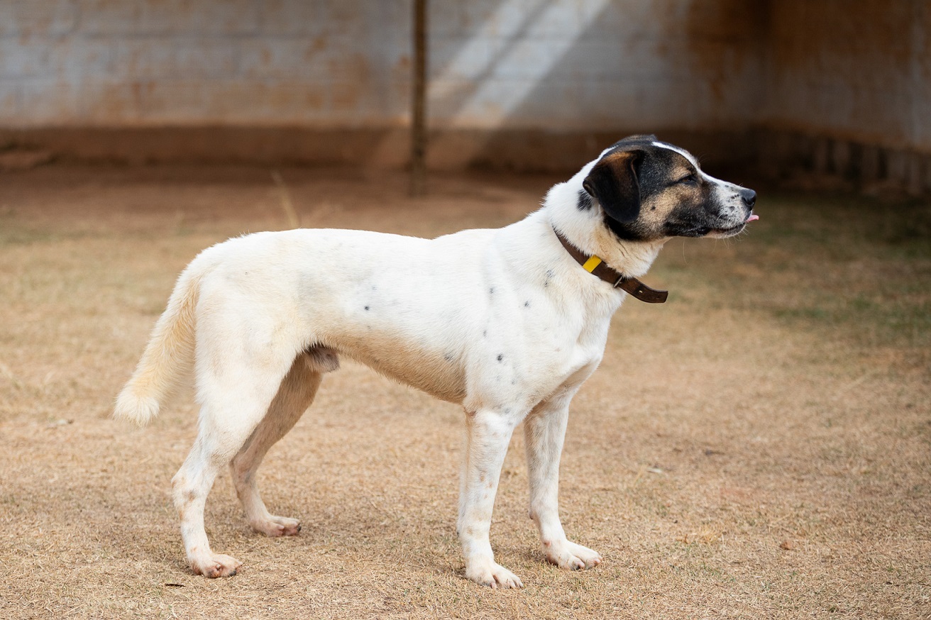 cachorro branco de lateral com a língua pra fora