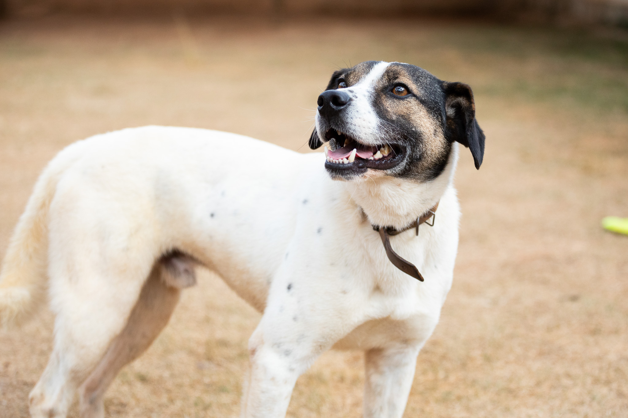 foto frontal close de um cachorro branco