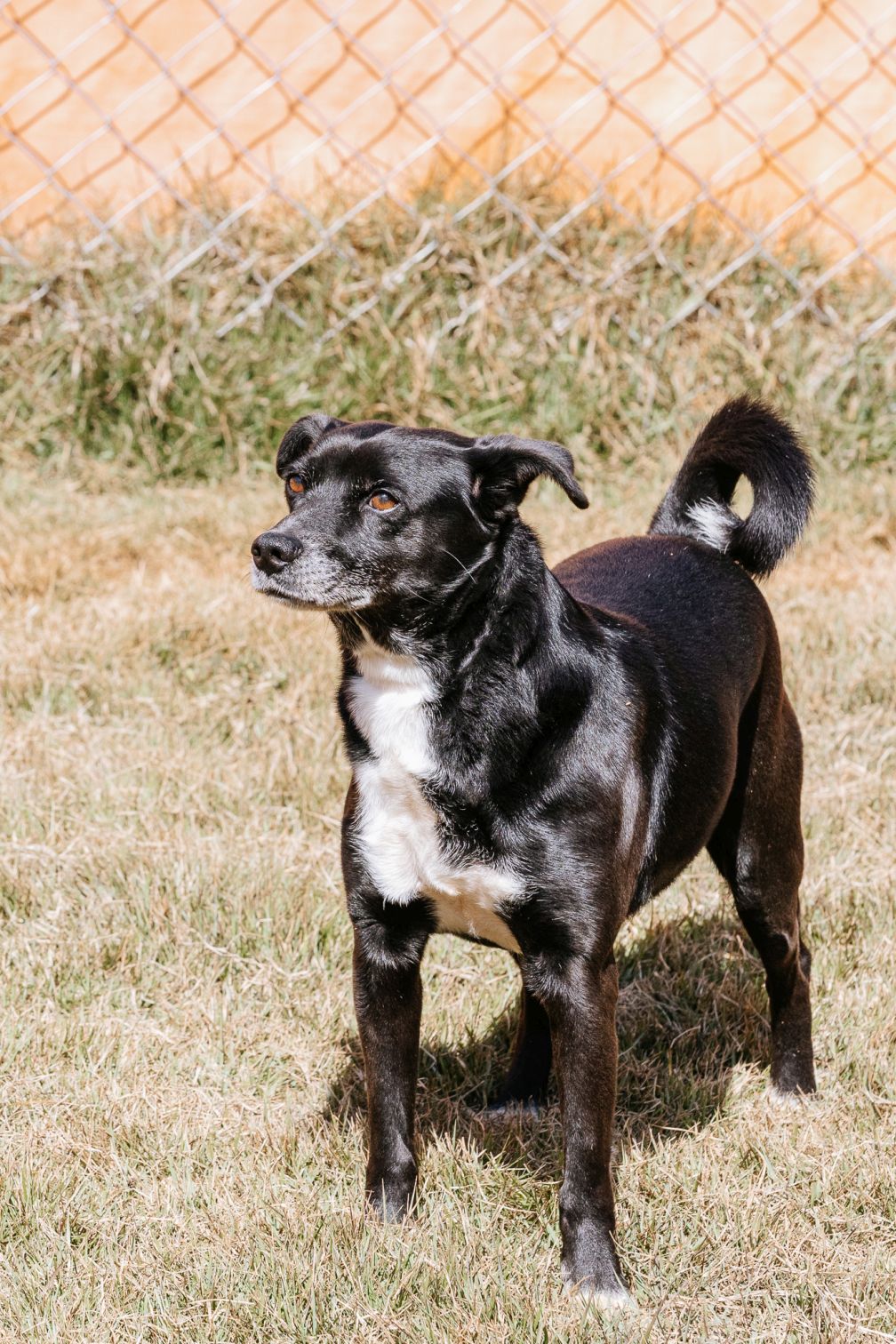 foto de cacorro preto