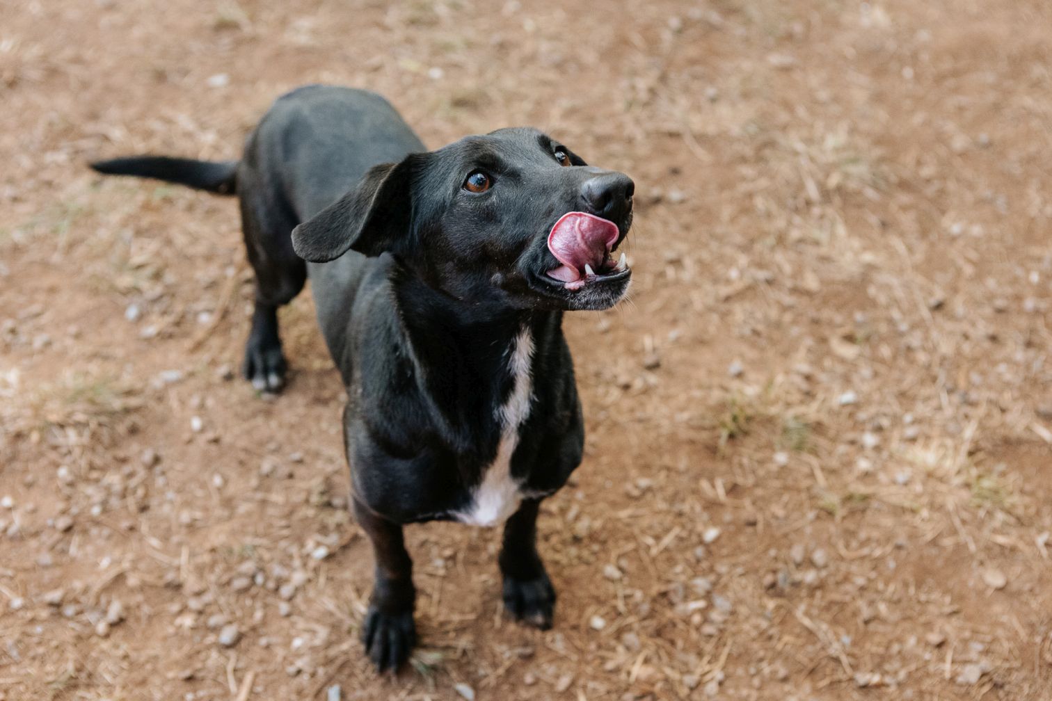 Cachorro