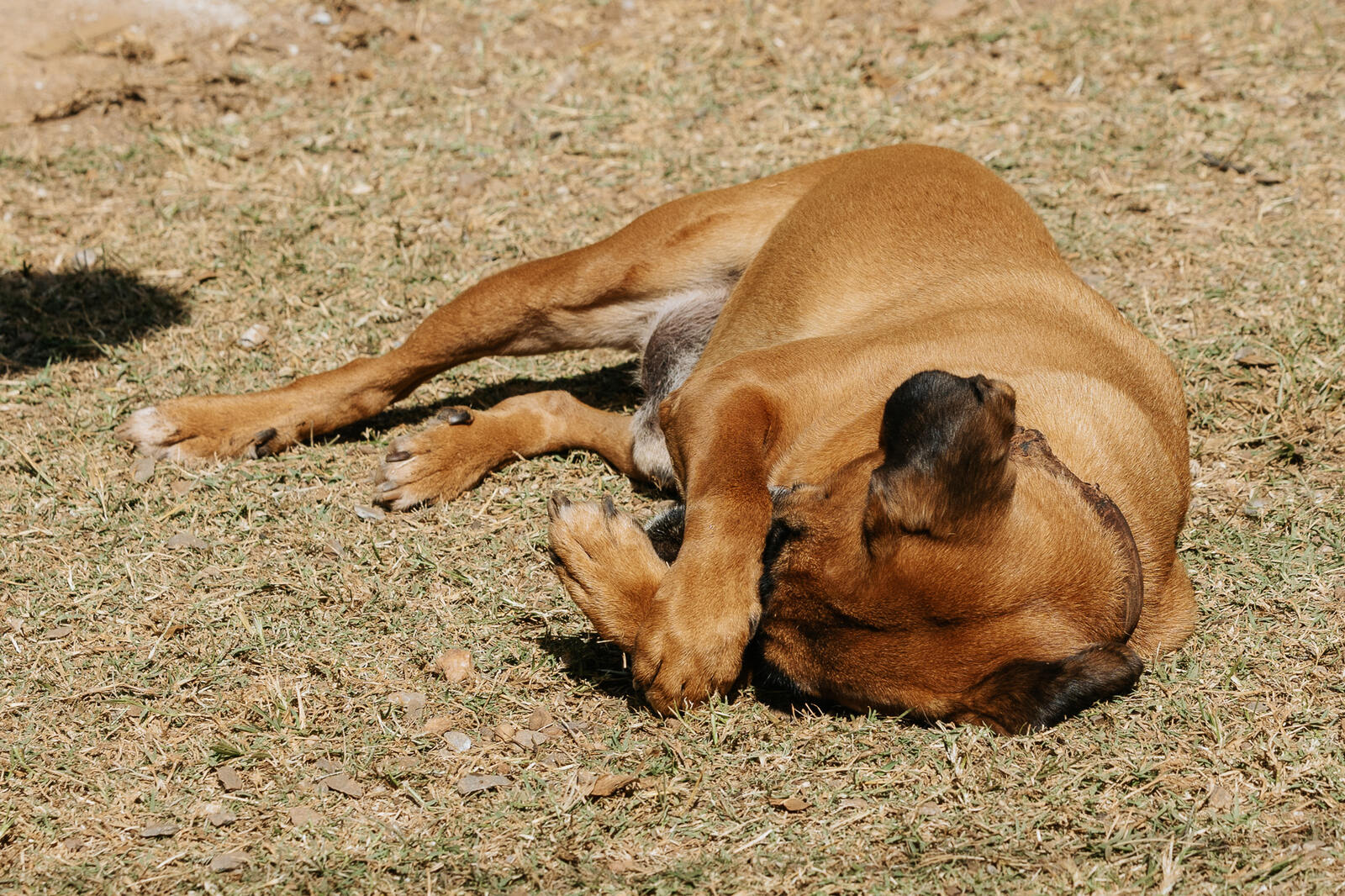 Cachorro