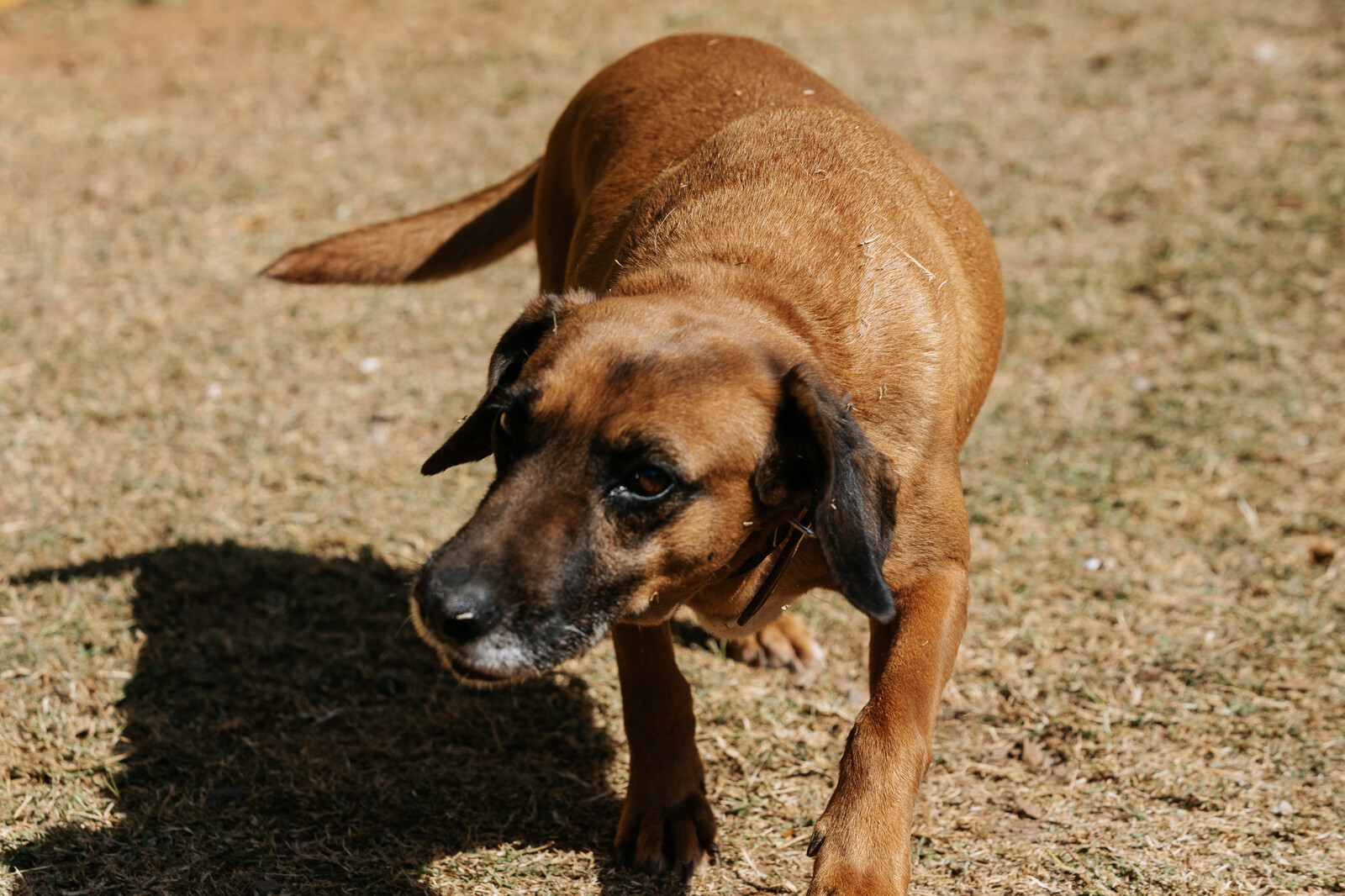 Cachorro