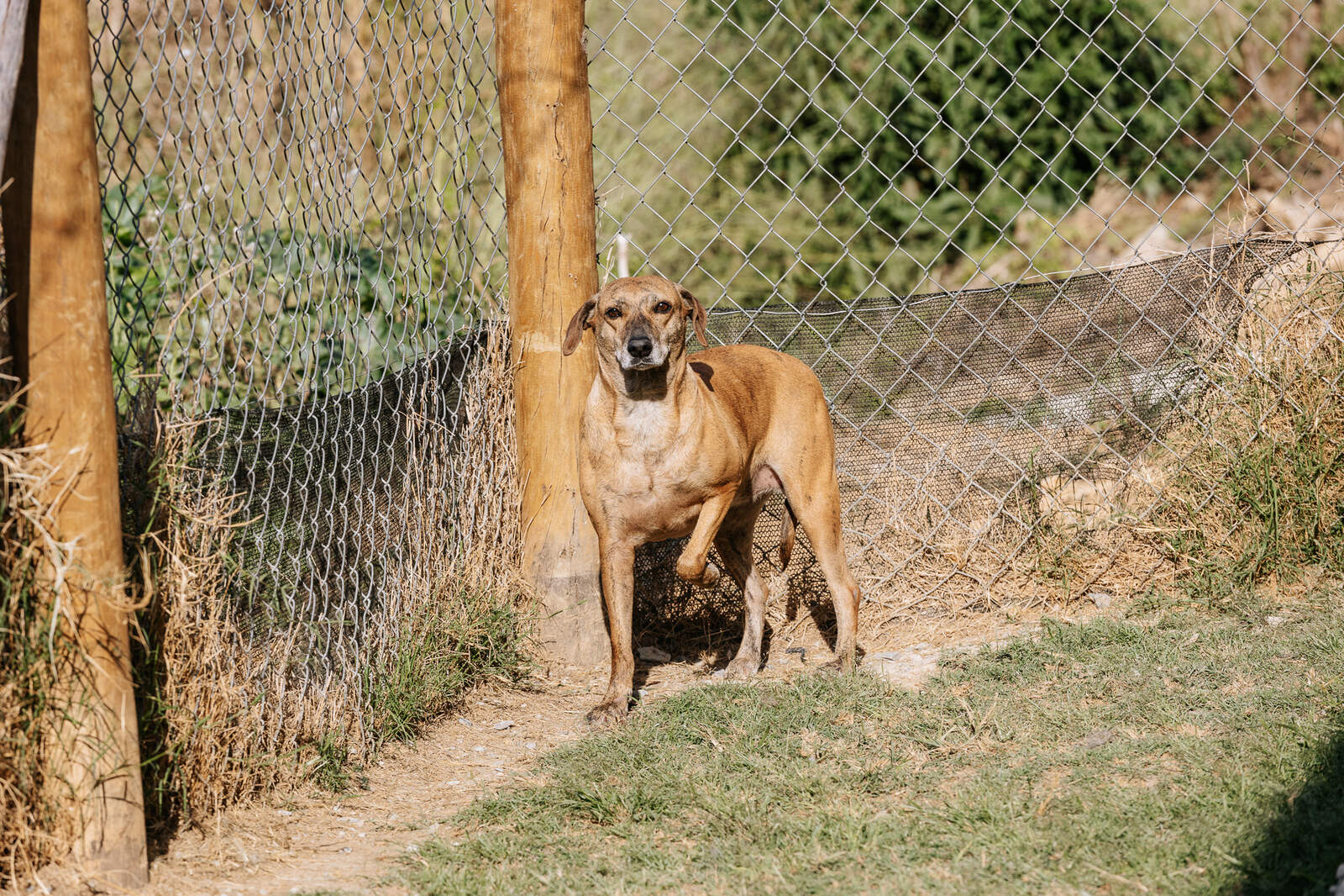 Cachorro