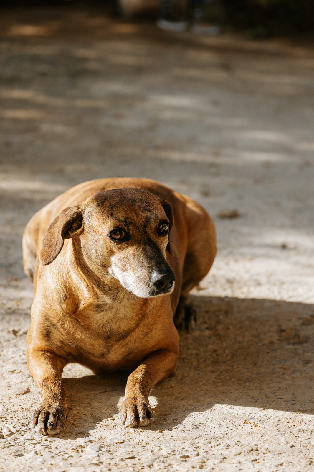 Cachorro