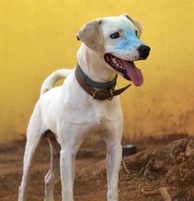 Cachorro porte grande todo branco, com focinho e olhos preto. Ele está em pé com a língua para fora e usa uma coleira marrom.