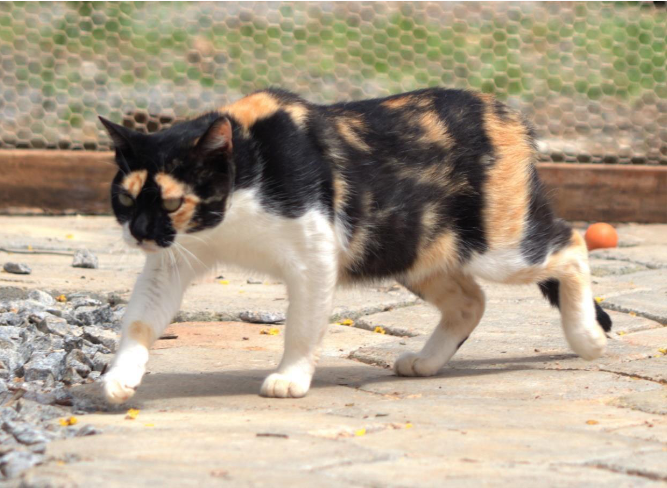 Foto de uma gata andando em um pátio. Ela tem porte pequeno, olhos verdes, é malhada e tem pelos médios nas cores preta, branca e caramelo. Atrás dela, há uma grade e uma bola.