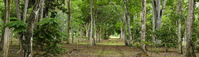 Em um local com muitas folhas no chão, temos diversas árvores altas, mas com os troncos relativamente finos.