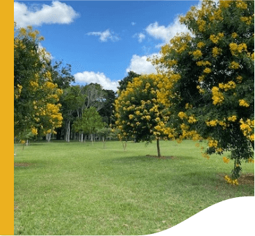 In a grass space, there are several trees loaded with yellow flowers.