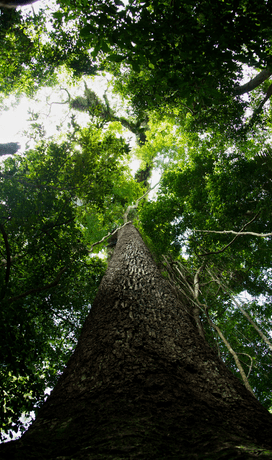 photo of a tree taken from the bottom up