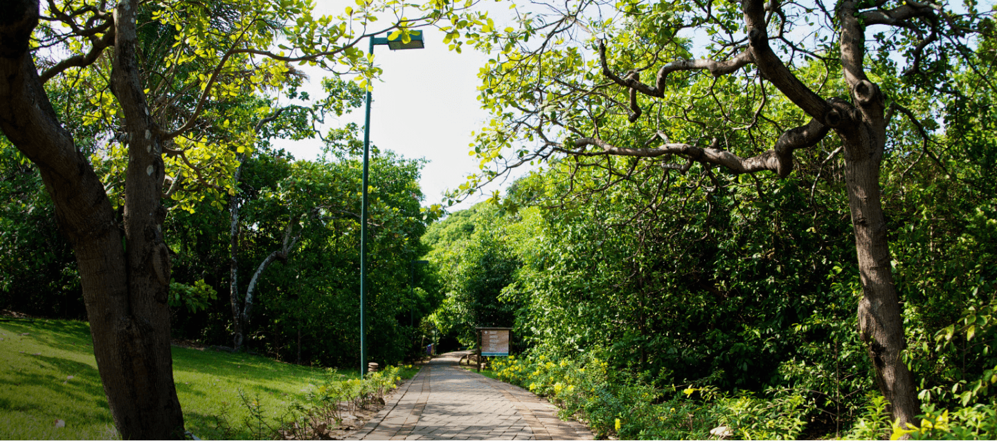 In the middle of the image, there is a concrete path, on both sides, a grass space with trees.