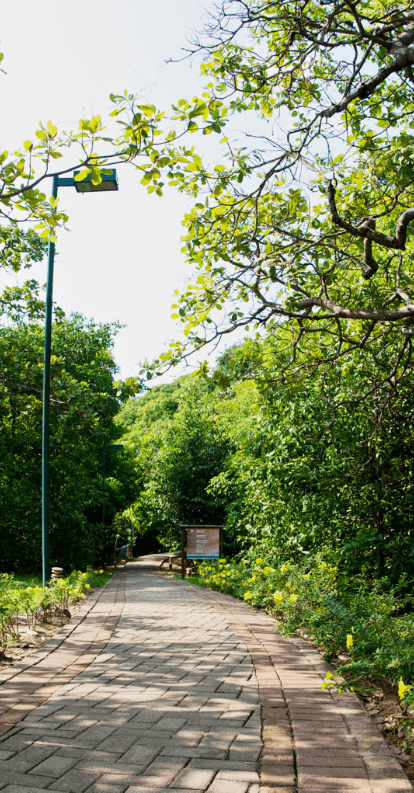 In the middle of the image, there is a concrete path, on both sides, a grass space with trees.