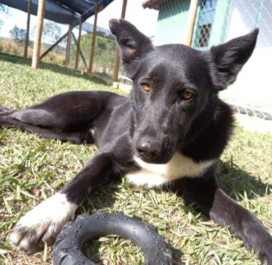 Cachorra de pelos curtos, pretos com algumas manchas brancas. Ela está deitada na grama e tem um brinquedo preto próximo da pata.