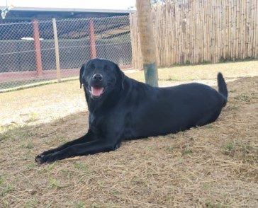 Cachorro com pelos baixos e pretos. Aparece sentado em um espaço com grama