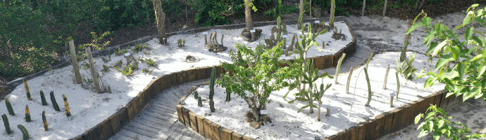 On a concrete ground, there are several beds with cacti. The beds are surrounded by wood and covered with white stones.