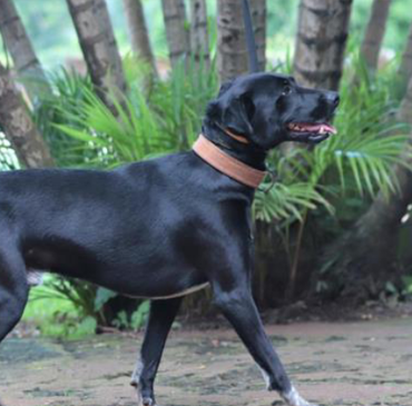Foto de um cachorro de perfil e língua para fora andando em um jardim. Ele tem porte médio, olhos pretos e pelos baixos também pretos e usa uma coleira marrom. Atrás dele, há diversas plantas e árvores.