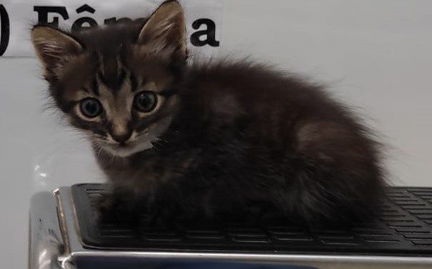 Filhote de gato pequeno de cor marrom e olhos claros, encolhido em cima de um banco, olhando para foto