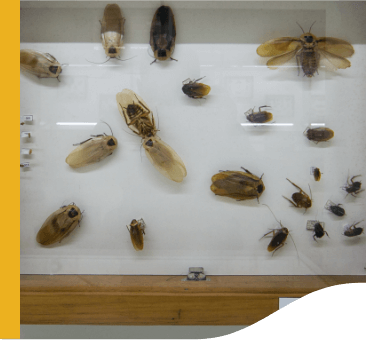 In a wooden box, with a glass center, there are several kinds of insects.