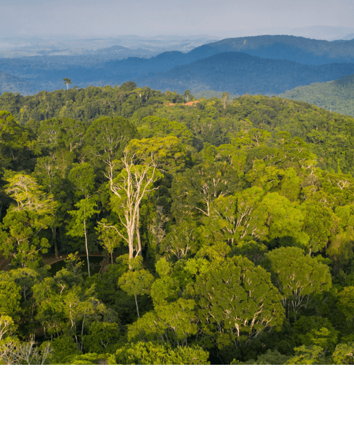 Photo of a space with several trees and mountains.