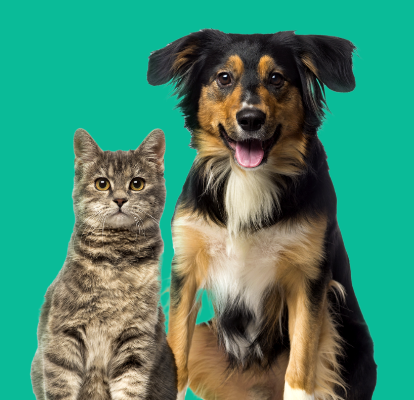 Jogos de Cão e Gato - Divertindo os pets em casa!