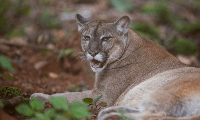 Uma pantera está deixada em um chão de terra. Ela está com a boca aberta e tem os olhos azuis.