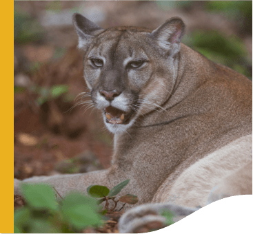 Uma pantera está deixada em um chão de terra. Ela está com a boca aberta e tem os olhos azuis.