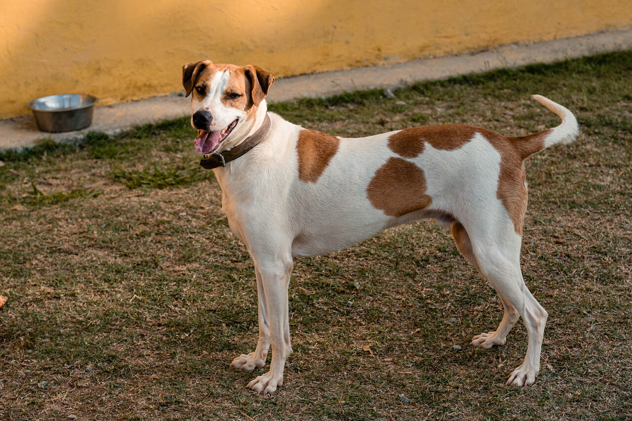 Tiaguinho/titi