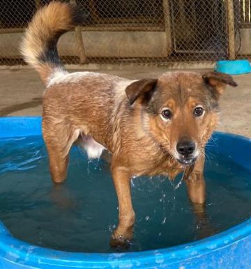 Foto de um cachorro em pé em uma piscina de plástico de cor azul. Ele tem porte grande, olhos escuros e pelos médios caramelos com manchas marrons e pretas.